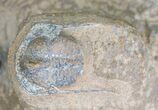 Onnia Trilobite Mass Mortality Plate - El Kaid Rami, Morocco #21537-3